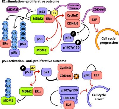 MDM2 as a Rational Target for Intervention in CDK4/6 Inhibitor Resistant, Hormone Receptor Positive Breast Cancer